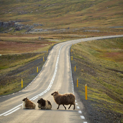 Fun Facts about Sheepskin Uses Engel Worldwide