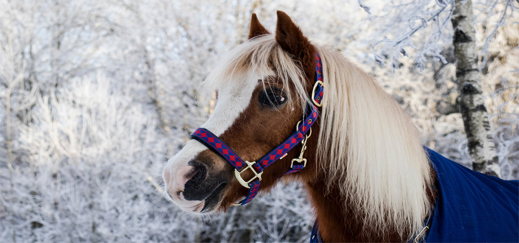 horse in winter